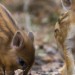 Wild Boar Piglets foraging on the forest floor